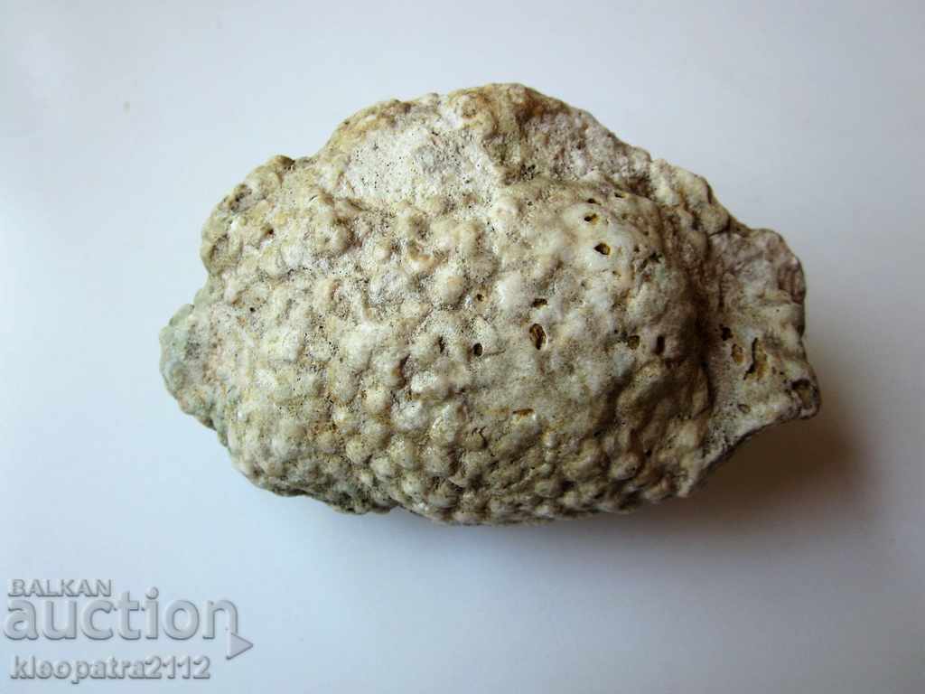 CORAL FOSSIL - VERY RARE AND BEAUTIFUL. - 6 CORAL FOSSIL - VERY RARE AND BEAUTIFUL. - 6