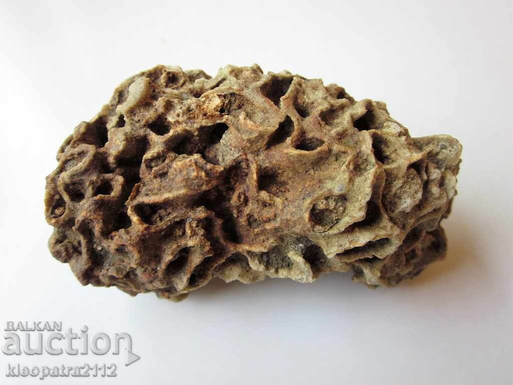 CORAL FOSSIL - VERY RARE AND BEAUTIFUL.
