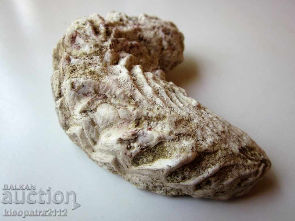 Auction FOSSIL - VERY RARE AND BEAUTIFUL. Auction FOSSIL - VERY RARE AND BEAUTIFUL.