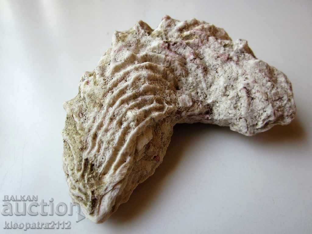 Delivery of FOSSIL - VERY RARE AND BEAUTIFUL. Delivery of FOSSIL - VERY RARE AND BEAUTIFUL.