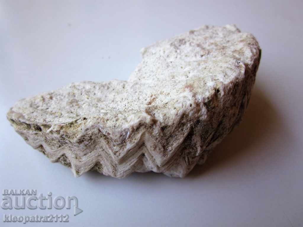 FOSSIL - VERY RARE AND BEAUTIFUL. - 5 FOSSIL - VERY RARE AND BEAUTIFUL. - 5