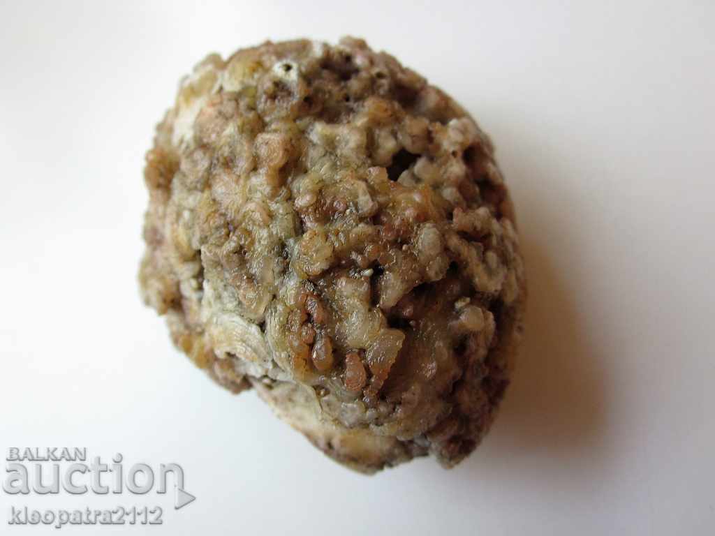 FOSSIL - VERY RARE AND BEAUTIFUL. with price 10.00 BGN | € 5.11 FOSSIL - VERY RARE AND BEAUTIFUL. with price 10.00 BGN | € 5.11