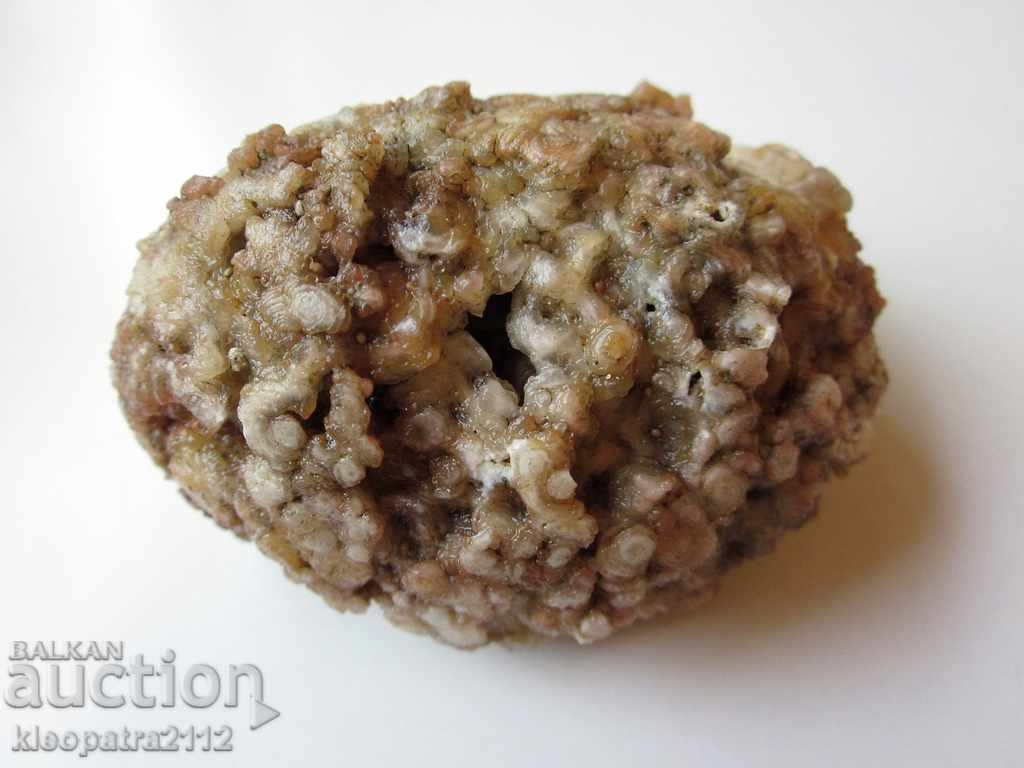 Auction FOSSIL - VERY RARE AND BEAUTIFUL. Auction FOSSIL - VERY RARE AND BEAUTIFUL.