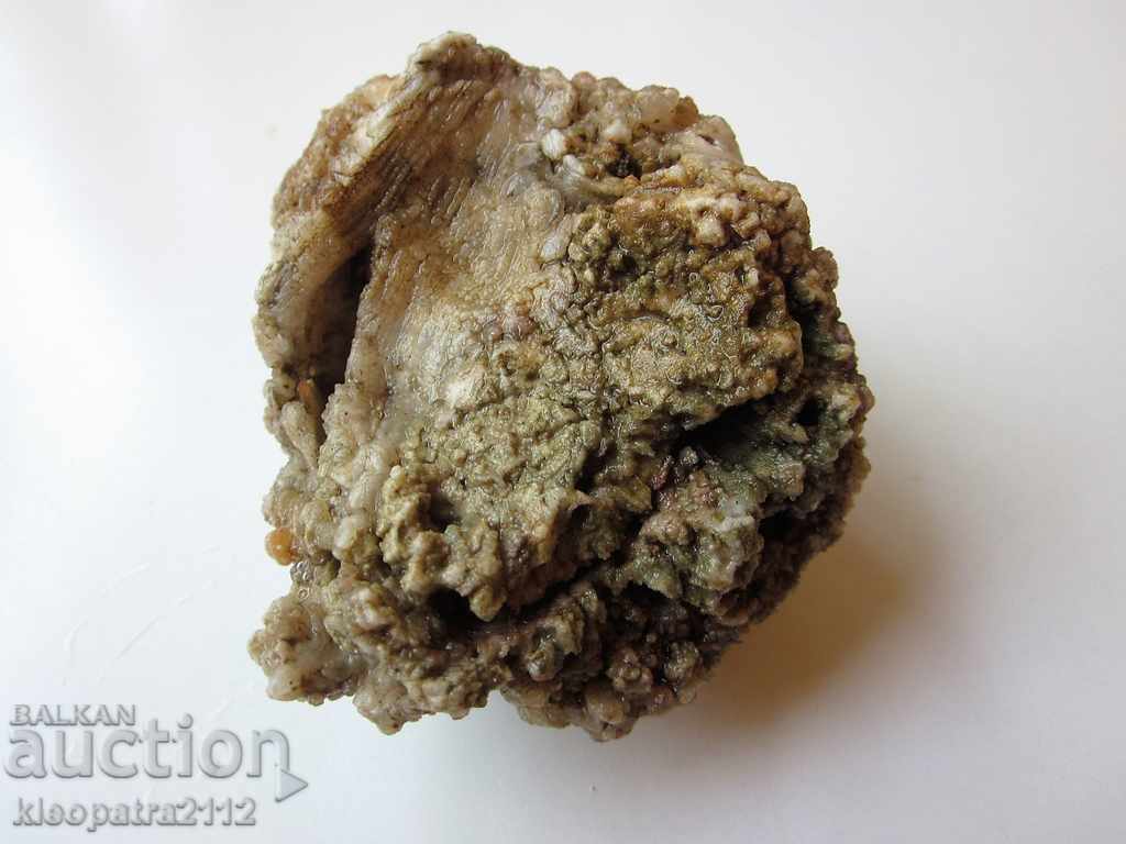 FOSSIL - VERY RARE AND BEAUTIFUL. - 5 FOSSIL - VERY RARE AND BEAUTIFUL. - 5