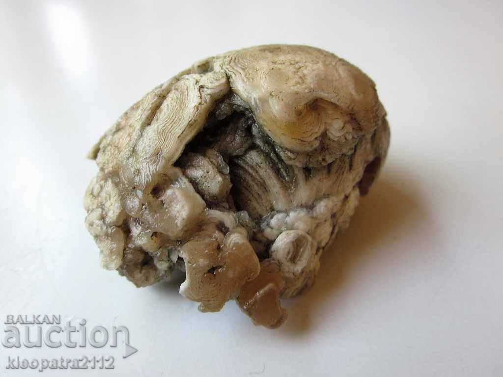 FOSSIL - VERY RARE AND BEAUTIFUL. with price 10.00 BGN | € 5.11 FOSSIL - VERY RARE AND BEAUTIFUL. with price 10.00 BGN | € 5.11
