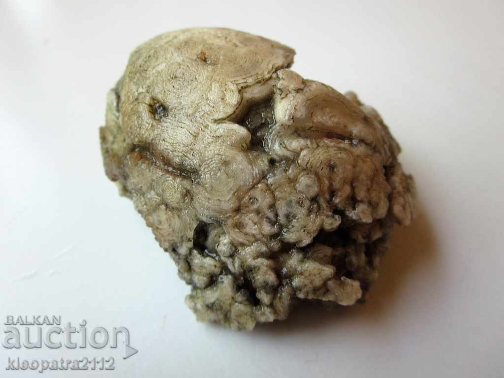 Auction FOSSIL - VERY RARE AND BEAUTIFUL. Auction FOSSIL - VERY RARE AND BEAUTIFUL.