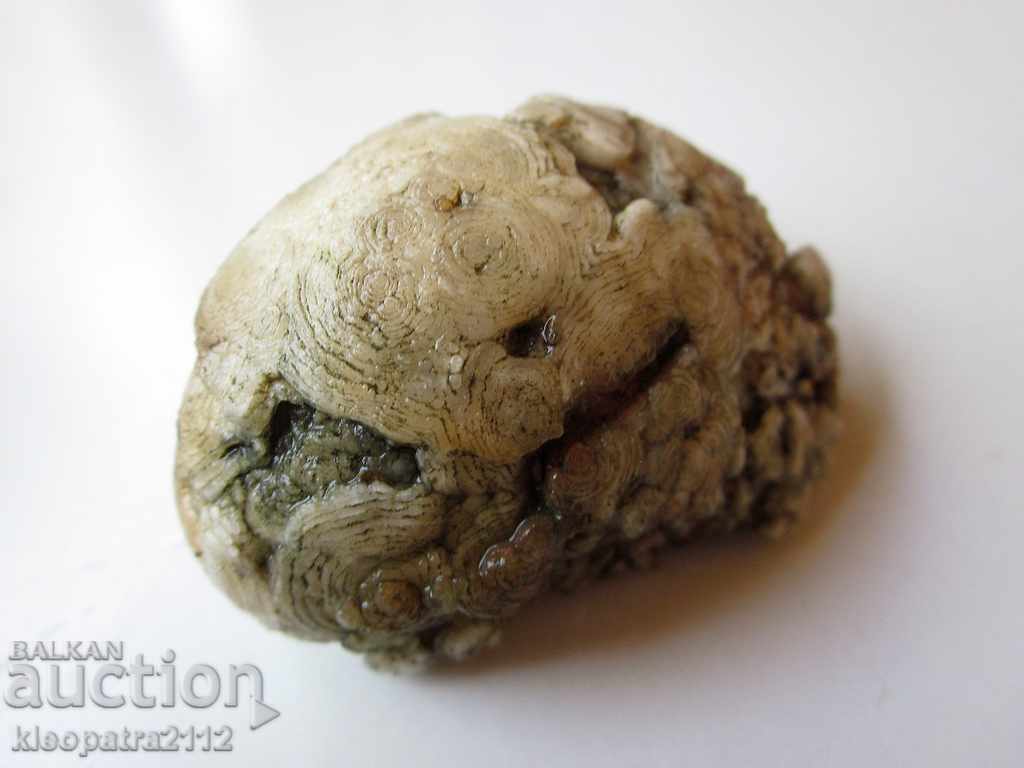 Delivery of FOSSIL - VERY RARE AND BEAUTIFUL. Delivery of FOSSIL - VERY RARE AND BEAUTIFUL.