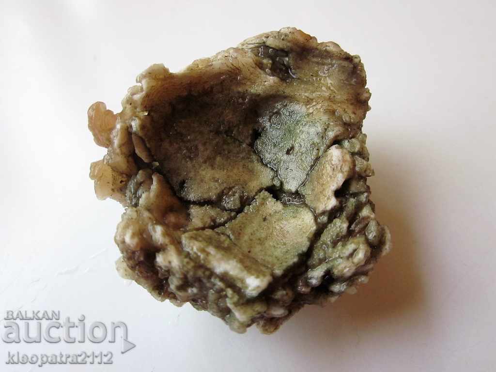 FOSSIL - VERY RARE AND BEAUTIFUL. - 5 FOSSIL - VERY RARE AND BEAUTIFUL. - 5