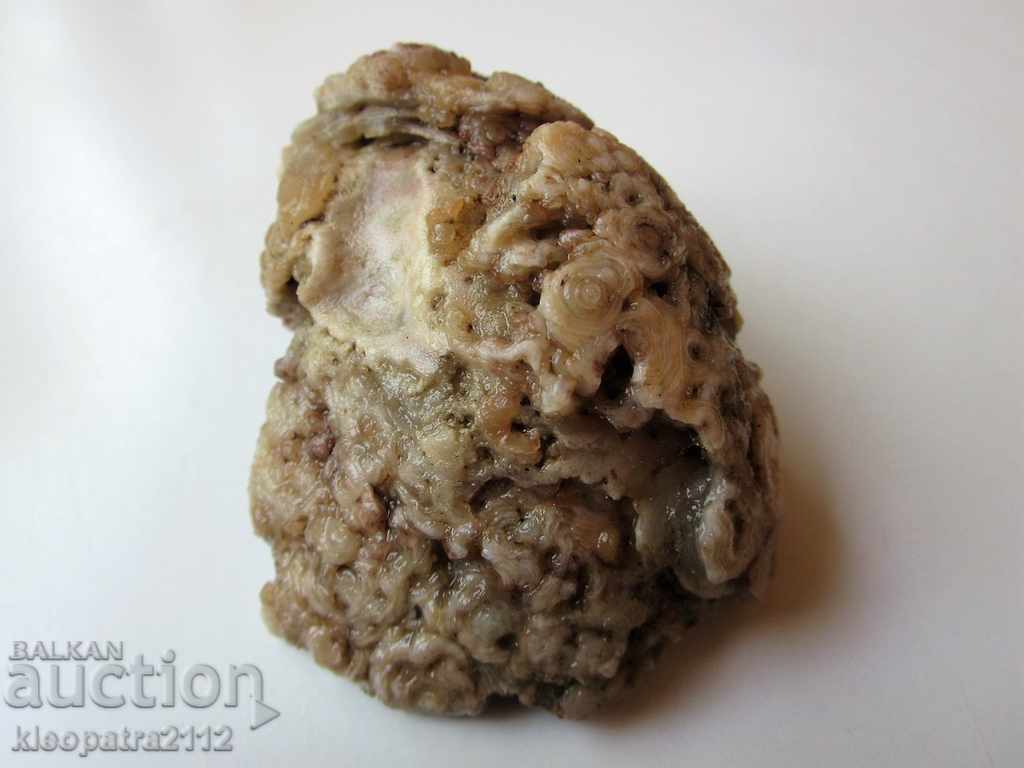 FOSSIL - VERY RARE AND BEAUTIFUL. with price 10.00 BGN | € 5.11 FOSSIL - VERY RARE AND BEAUTIFUL. with price 10.00 BGN | € 5.11