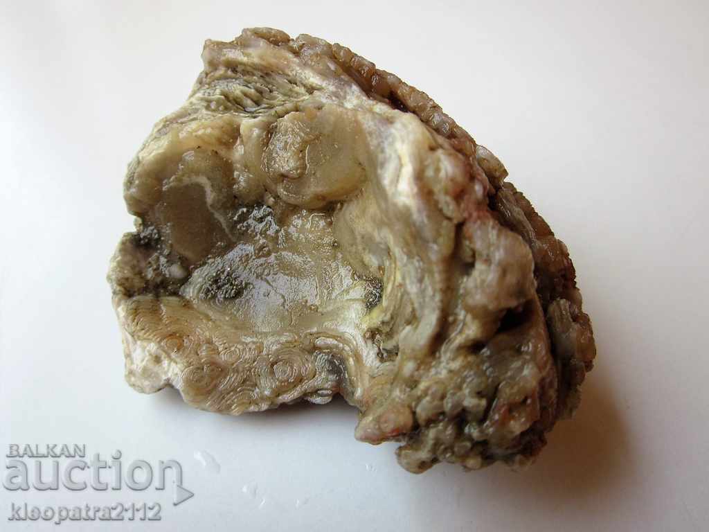 Auction FOSSIL - VERY RARE AND BEAUTIFUL. Auction FOSSIL - VERY RARE AND BEAUTIFUL.