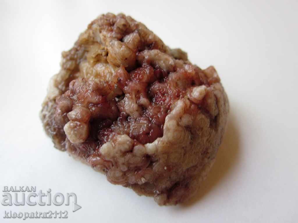 FOSSIL - VERY RARE AND BEAUTIFUL. with price 10.00 BGN | € 5.11 FOSSIL - VERY RARE AND BEAUTIFUL. with price 10.00 BGN | € 5.11