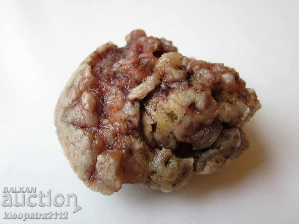 Auction FOSSIL - VERY RARE AND BEAUTIFUL. Auction FOSSIL - VERY RARE AND BEAUTIFUL.