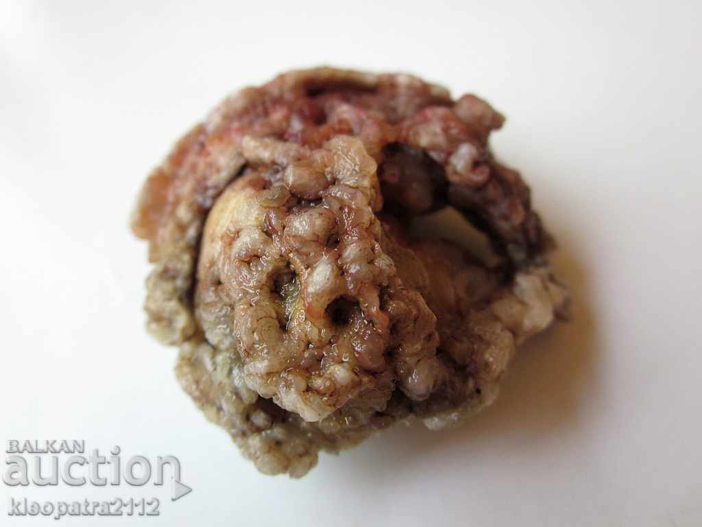 Delivery of FOSSIL - VERY RARE AND BEAUTIFUL. Delivery of FOSSIL - VERY RARE AND BEAUTIFUL.