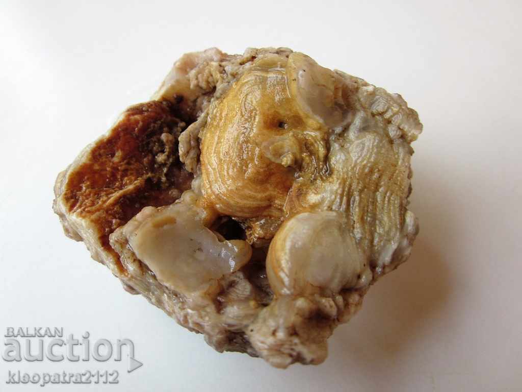 FOSSIL - VERY RARE AND BEAUTIFUL. - 5 FOSSIL - VERY RARE AND BEAUTIFUL. - 5