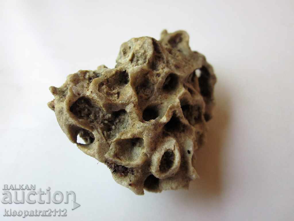 ΑΠΟΛΥΘΩΜΕΝΟ ΚΟΡΑΛΙ - ΠΟΛΥ ΣΠΑΝΙΟ ΚΑΙ ΟΜΟΡΦΟ. με τιμή 10.00 BGN | € 5.11 ΑΠΟΛΥΘΩΜΕΝΟ ΚΟΡΑΛΙ - ΠΟΛΥ ΣΠΑΝΙΟ ΚΑΙ ΟΜΟΡΦΟ. με τιμή 10.00 BGN | € 5.11