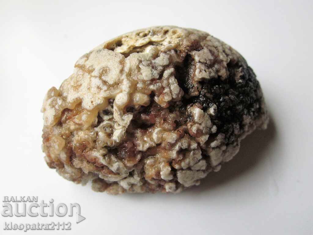 FOSIL - FOARTE RAR ȘI BUN. cu preț 10.00 BGN | € 5.11