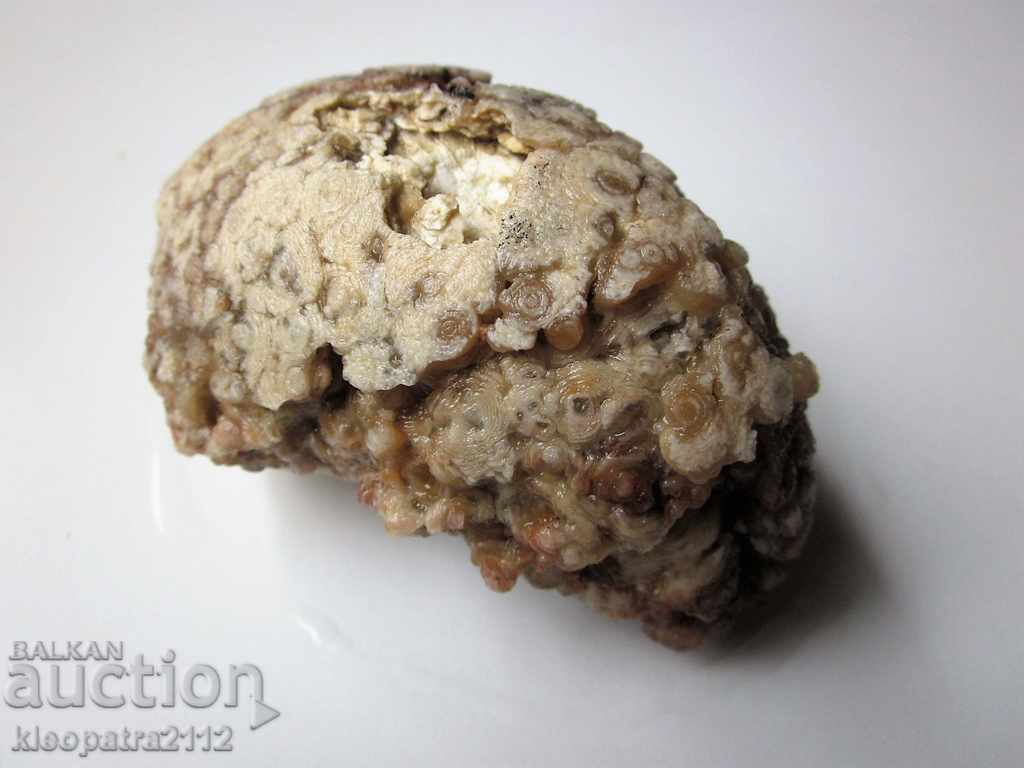 Licitație FOSIL - FOARTE RAR ȘI BUN.