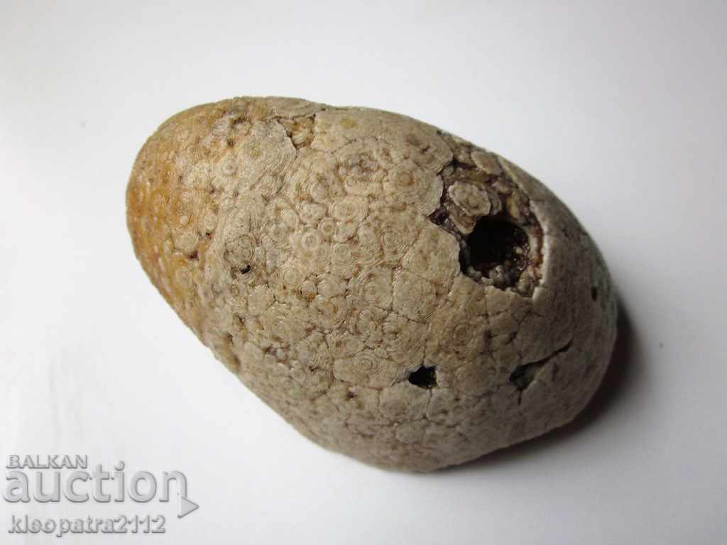 FOSIL - FOARTE RAR ȘI BUN. cu preț 15.00 BGN | € 7.67