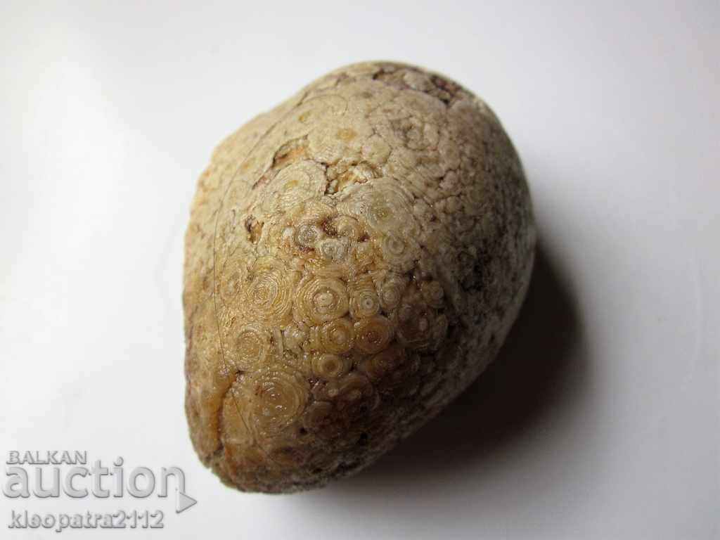 Licitație FOSIL - FOARTE RAR ȘI BUN.