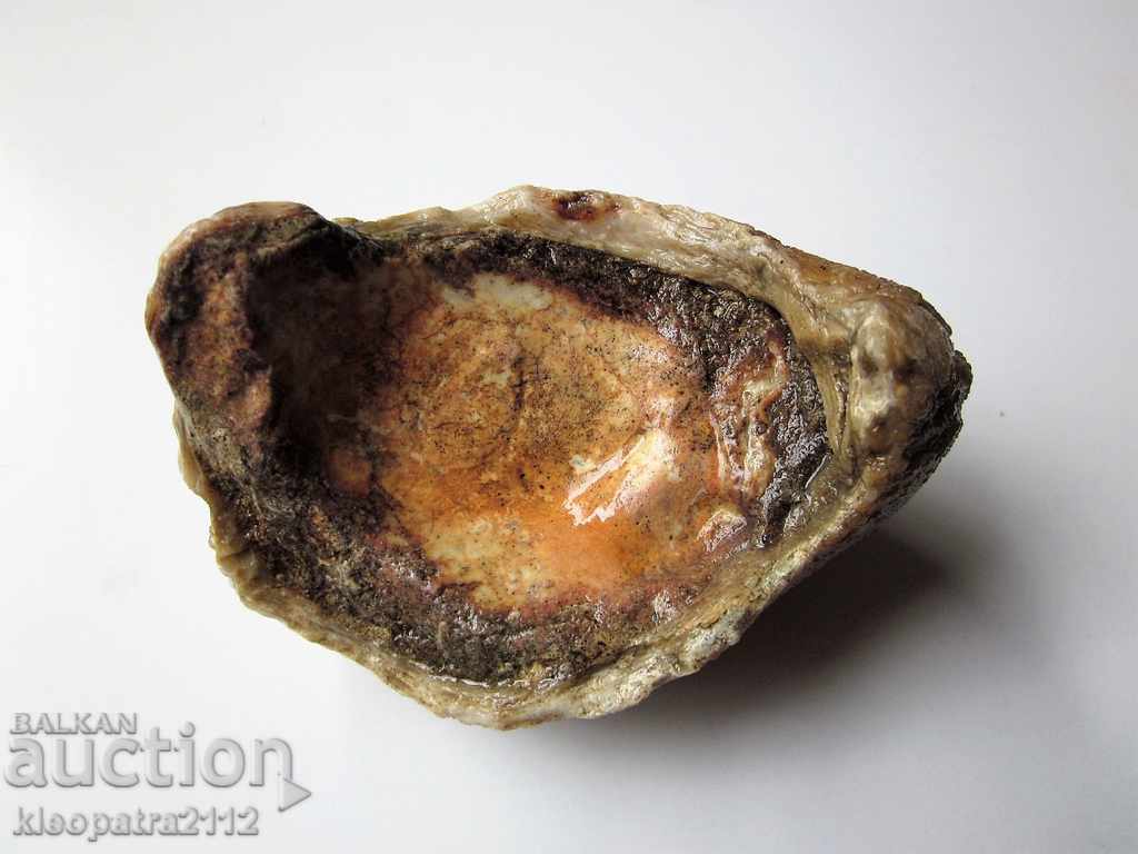 Livrarea FOSIL - FOARTE RAR ȘI BUN.