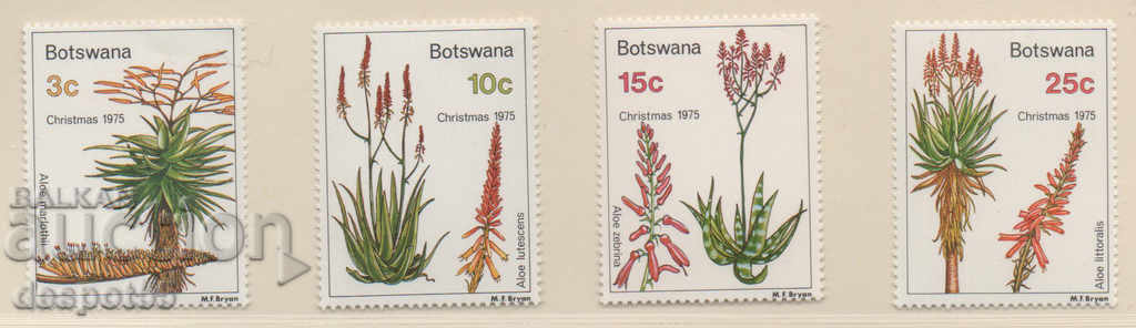 1975. Botswana. Christmas is aloe.