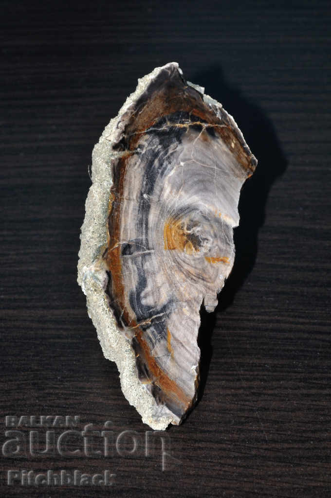 Μοναδικό γυαλισμένο απολιθωμένο ξύλο