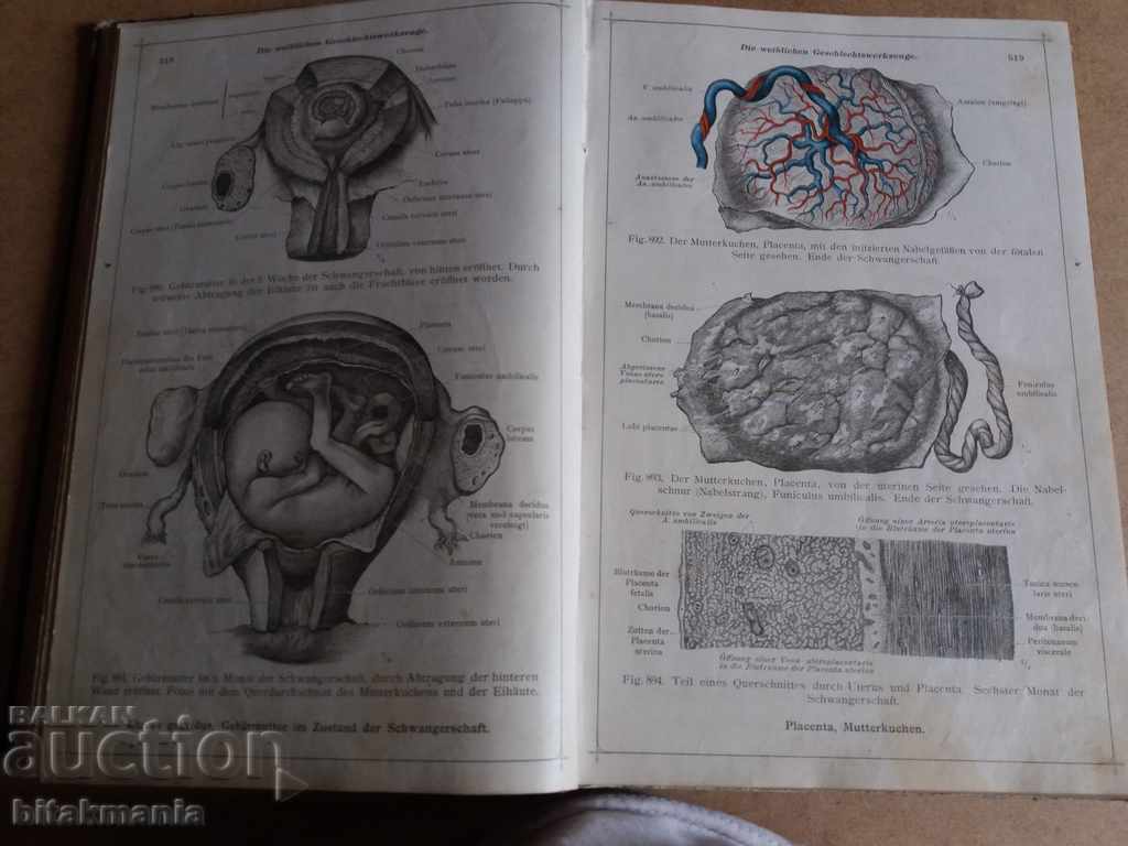 Auction Old anatomical atlas Auction Old anatomical atlas
