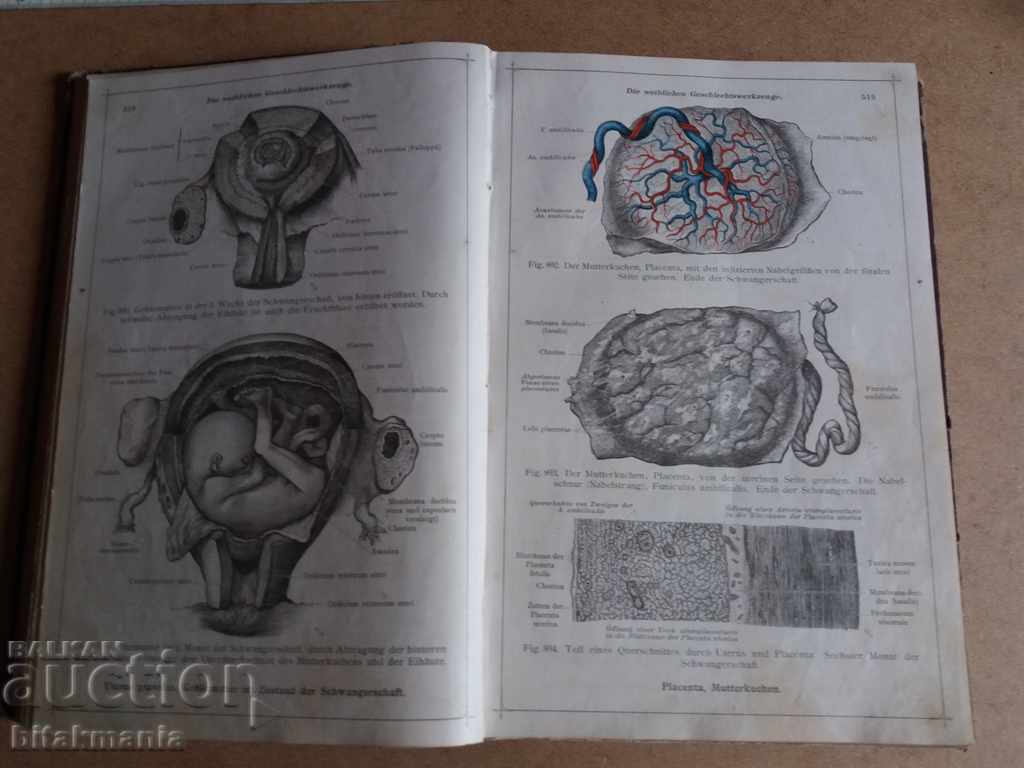 Delivery of Old anatomical atlas Delivery of Old anatomical atlas