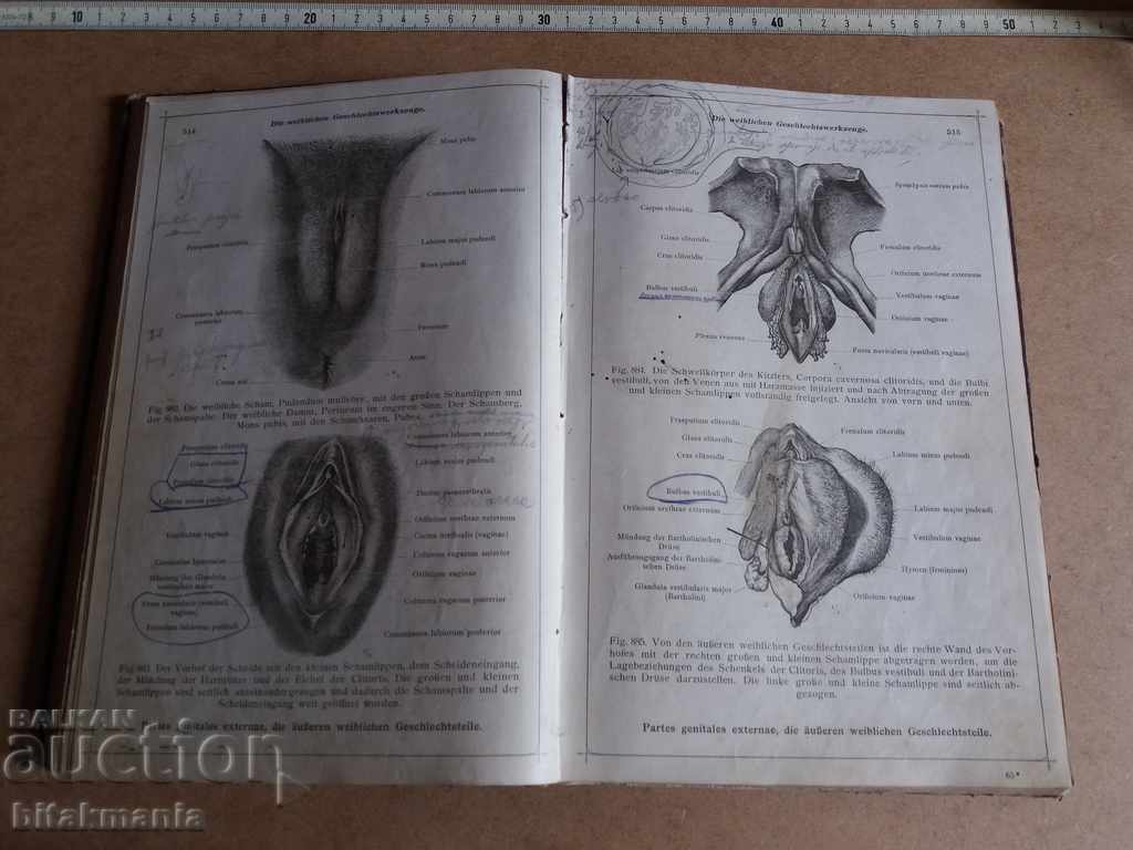 Old anatomical atlas - 5 Old anatomical atlas - 5