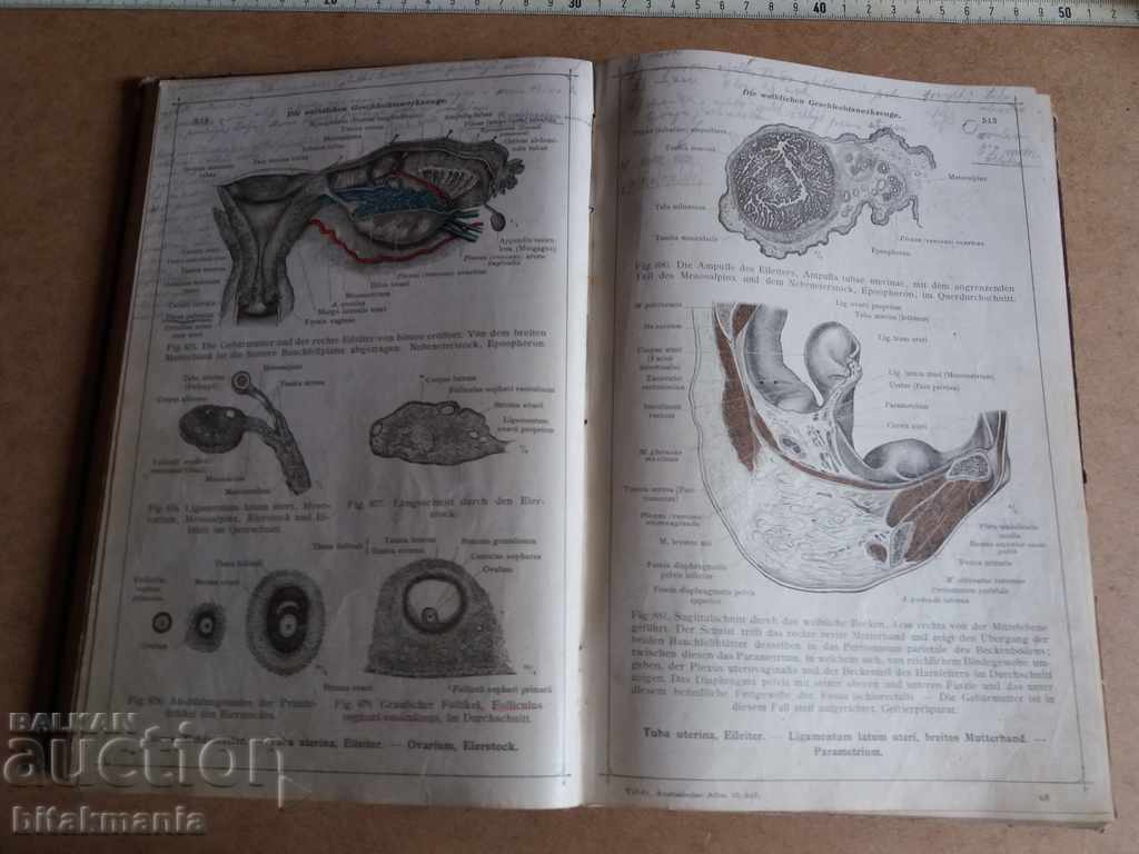 Old anatomical atlas - 6 Old anatomical atlas - 6