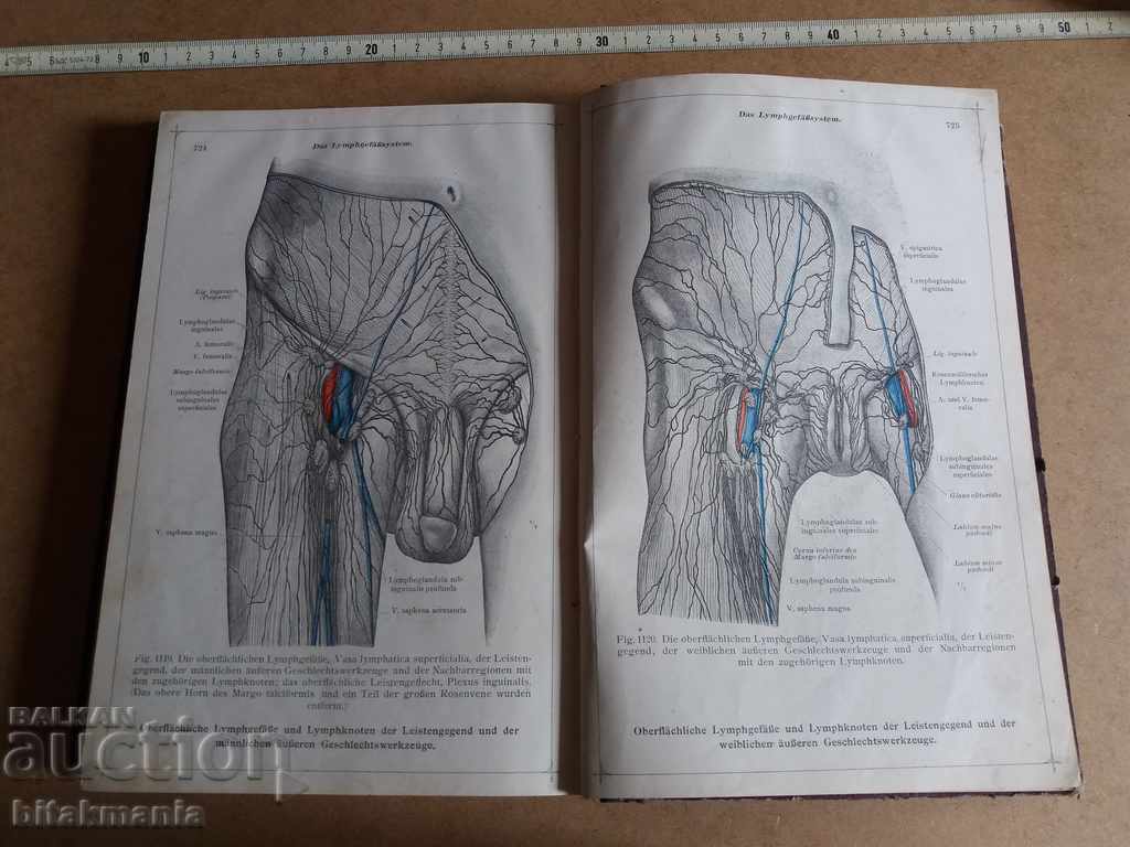 Old anatomical atlas - 7 Old anatomical atlas - 7