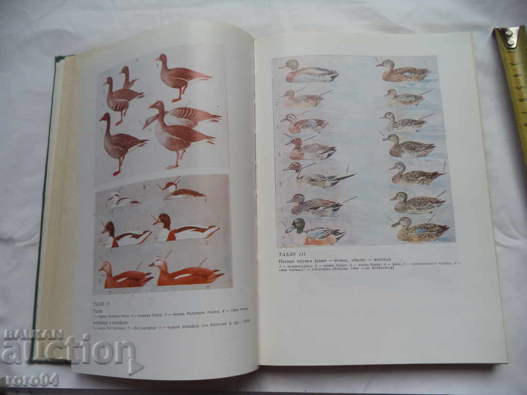 Auction HUNTING FARM - NIKOLA BOTEV Auction HUNTING FARM - NIKOLA BOTEV