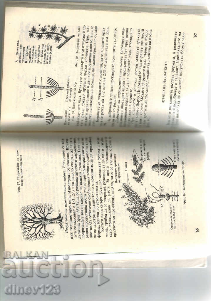 Auction BONSAITE - GERAR LOPRETR Auction BONSAITE - GERAR LOPRETR