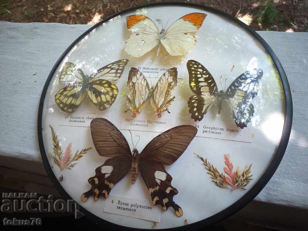 BUTTERFLY BOARD with price 120.00 BGN | € 61.36 BUTTERFLY BOARD with price 120.00 BGN | € 61.36