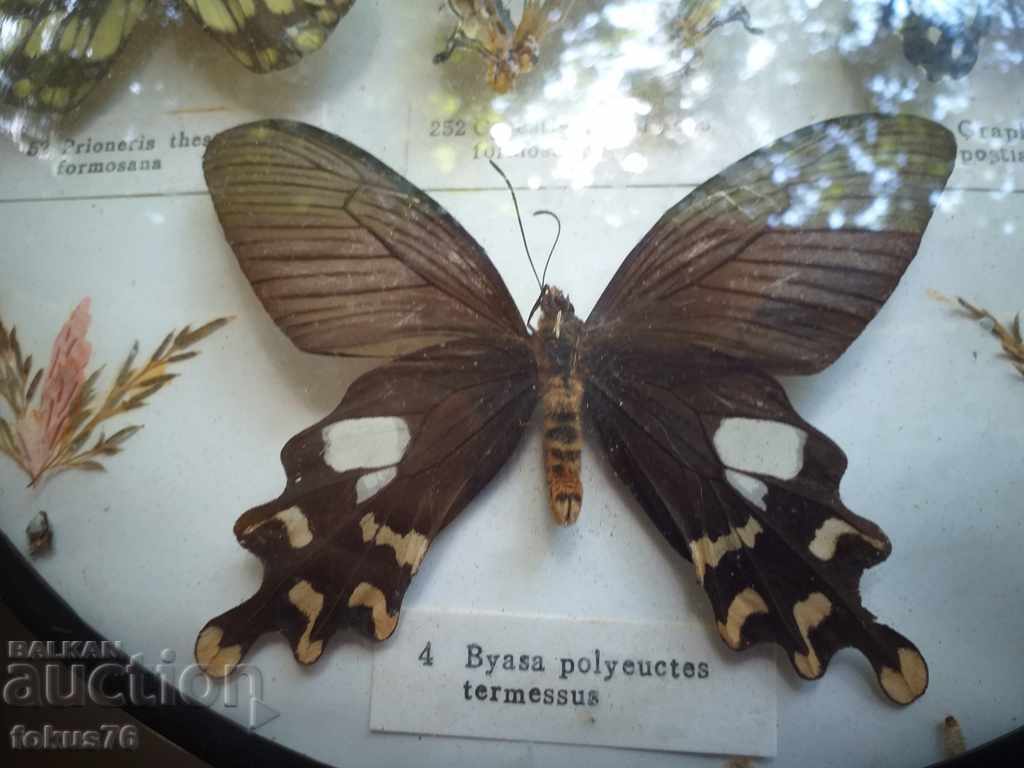 Auction BUTTERFLY BOARD Auction BUTTERFLY BOARD