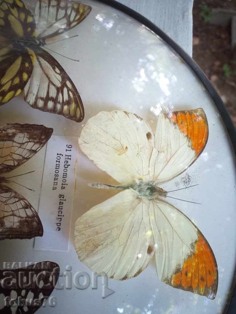 Delivery of BUTTERFLY BOARD Delivery of BUTTERFLY BOARD