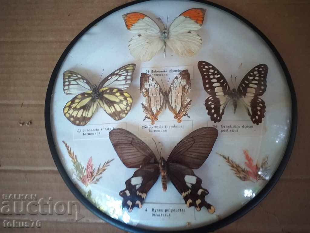 BUTTERFLY BOARD - 6 BUTTERFLY BOARD - 6