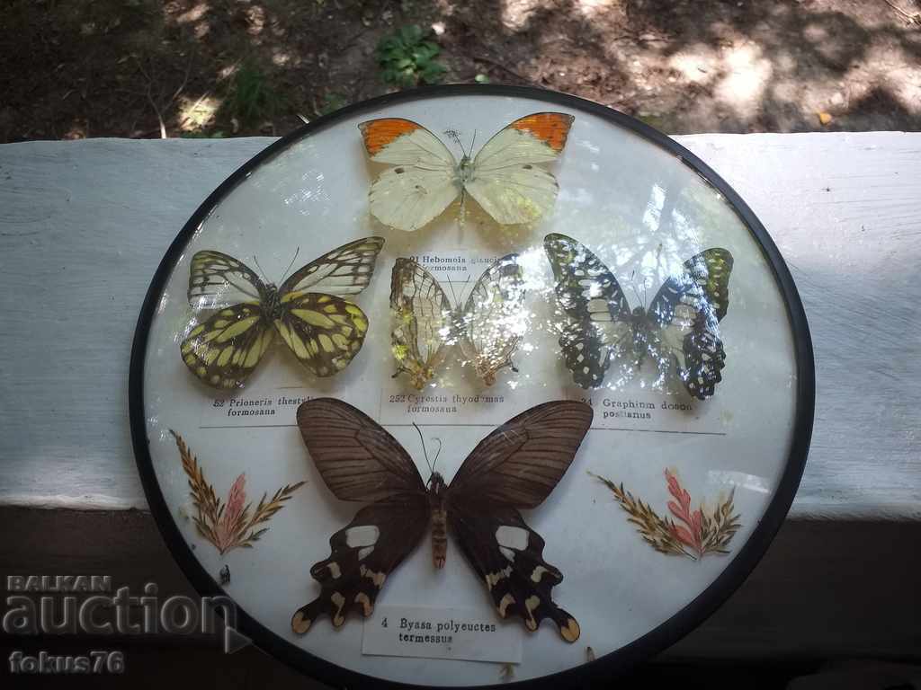 BUTTERFLY BOARD - 7 BUTTERFLY BOARD - 7