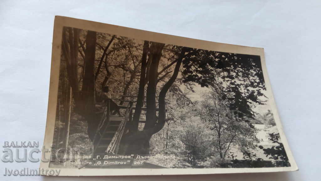 Postcard Georgi Dimitrov Airport Tree-arbor
