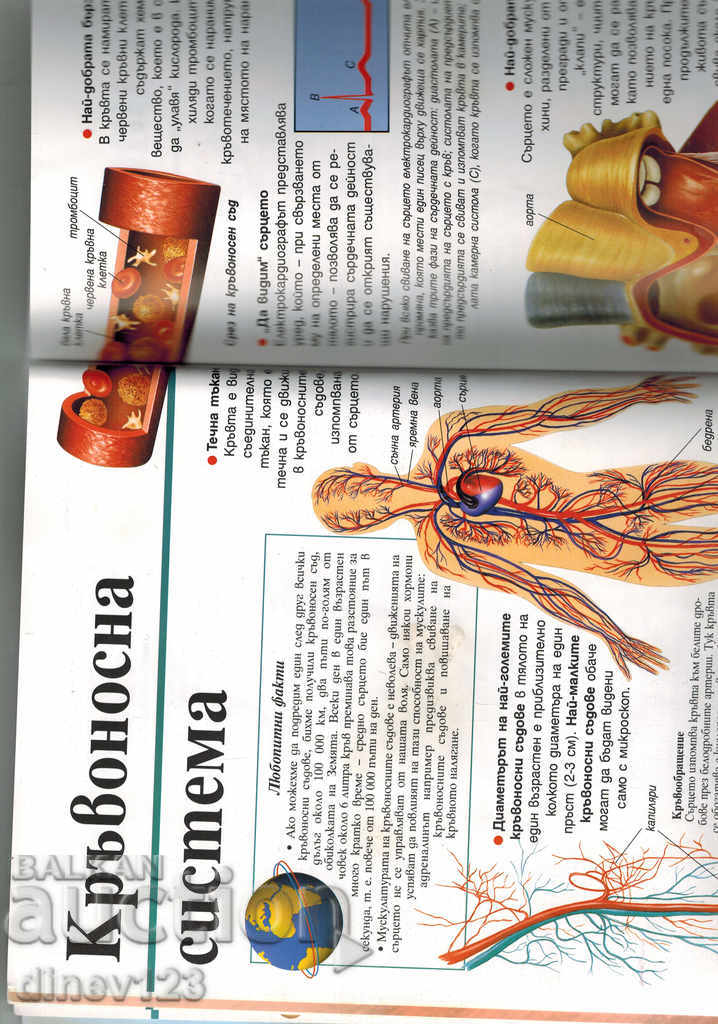 children's encyclopedia TO LEARN MORE ABOUT THE HUMAN BODY - 5 children's encyclopedia TO LEARN MORE ABOUT THE HUMAN BODY - 5