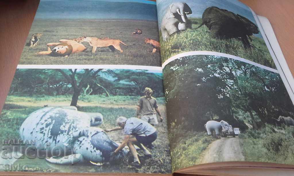 Auction Among the animals of Africa photo experiments Auction Among the animals of Africa photo experiments