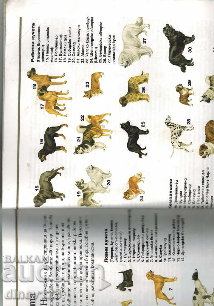 Доставка на НАЙ-ДОБРАТА КНИГА ЗА КУЧЕТАТА - АМАНДА ОНИЙЛ