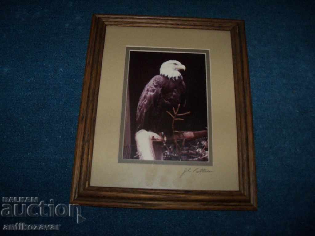 Δημοπρασία Υπογεγραμμένη φωτογραφία τέχνης ενός φαλακρού αετού