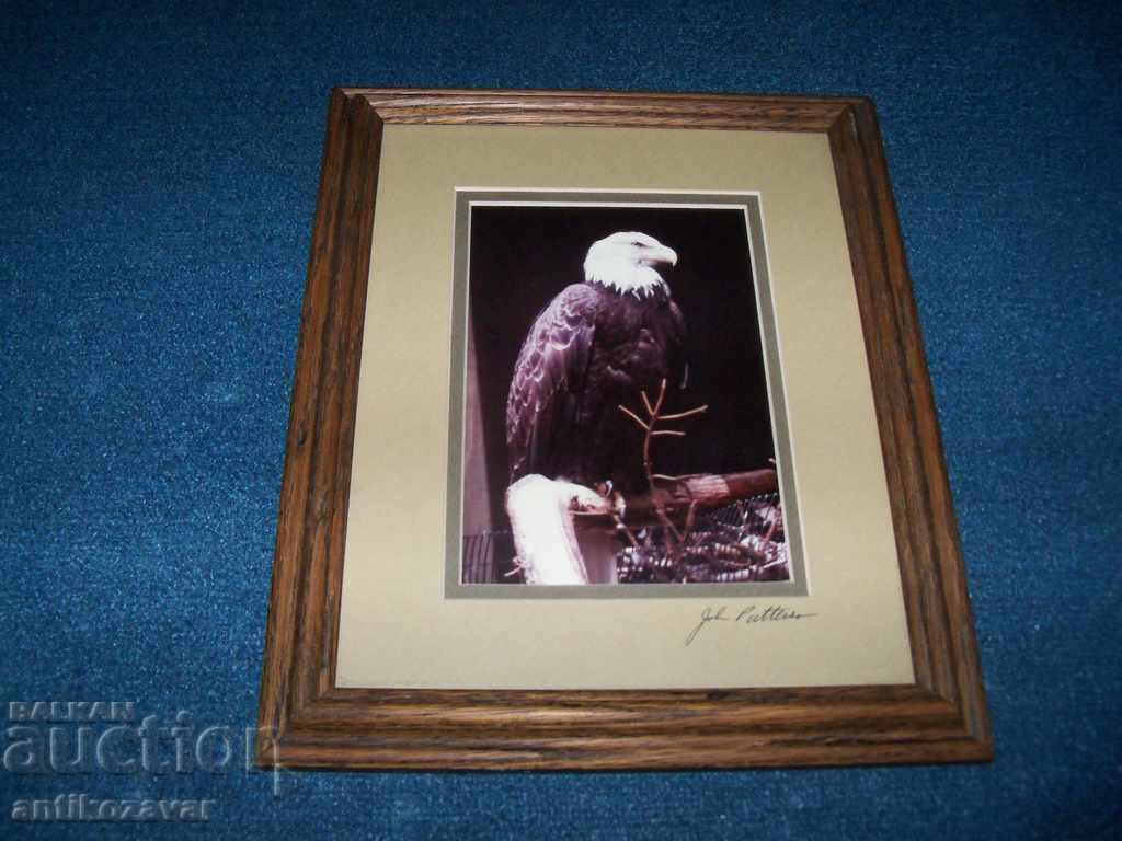 Signed framed art photograph of a bald eagle