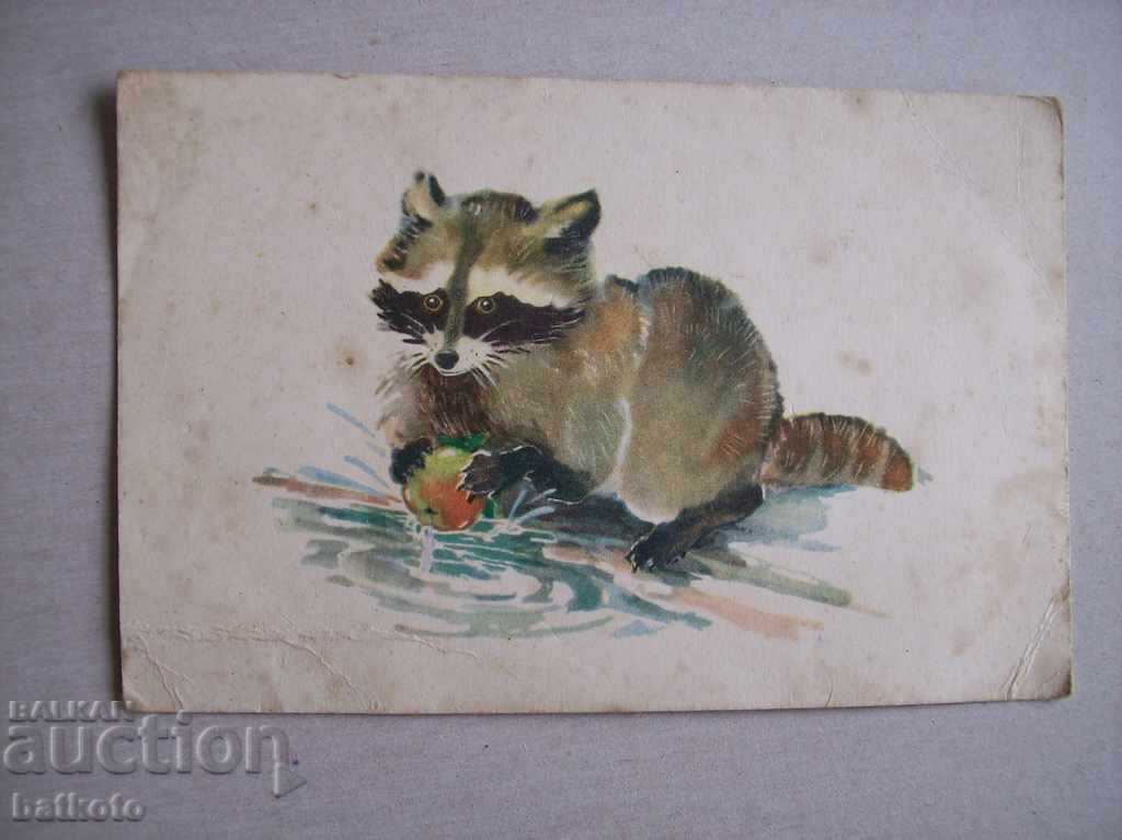 Old postcard Little Raccoon Old postcard Little Raccoon