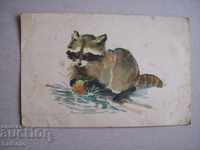 Old postcard Little raccoon