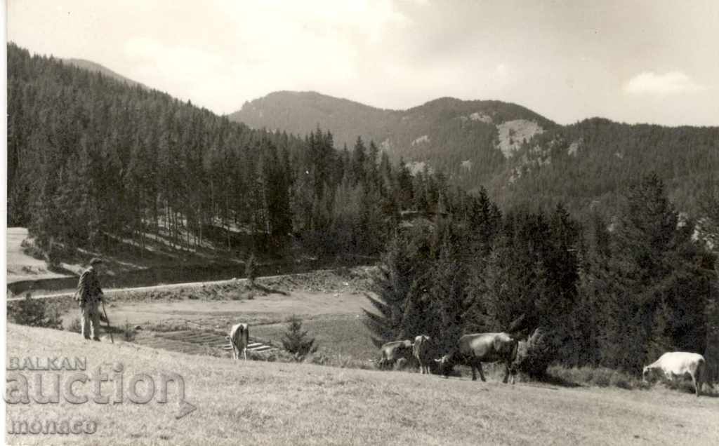 Carte poștală veche - Rodopi, vârful Persenk