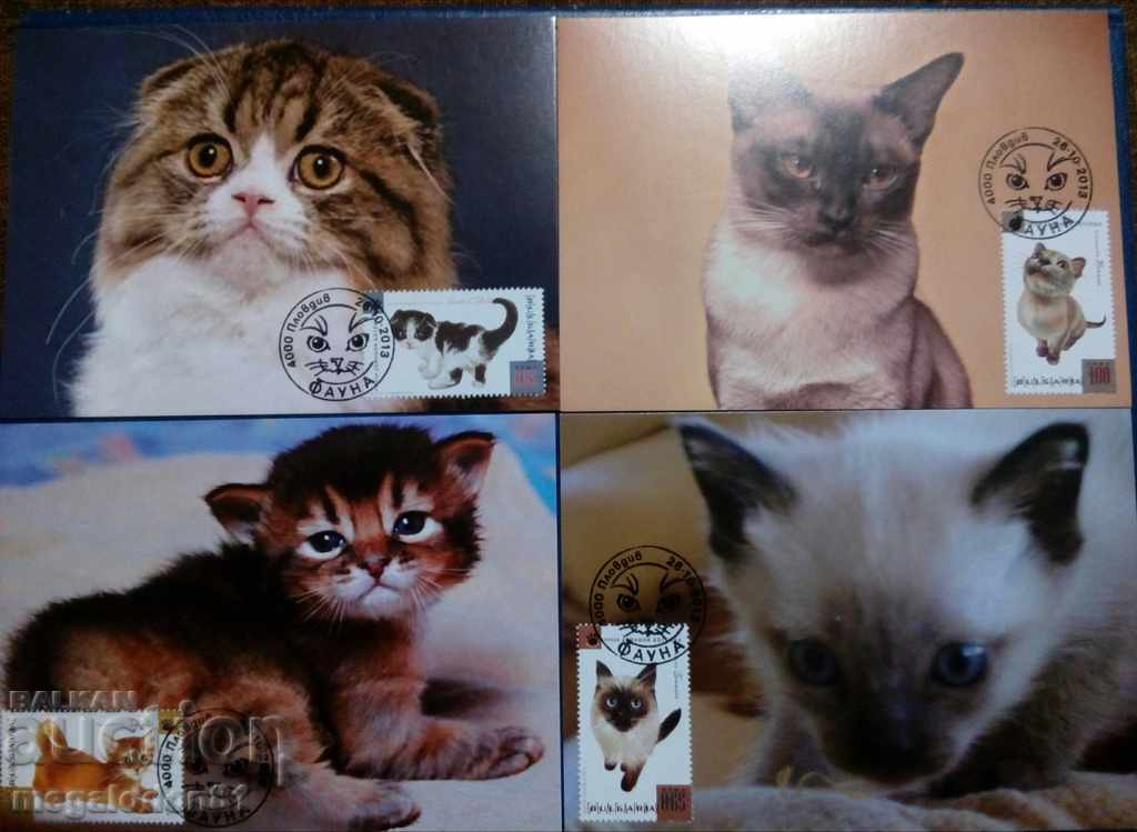Bulgaria - pisici domestice, set maxim de cărți