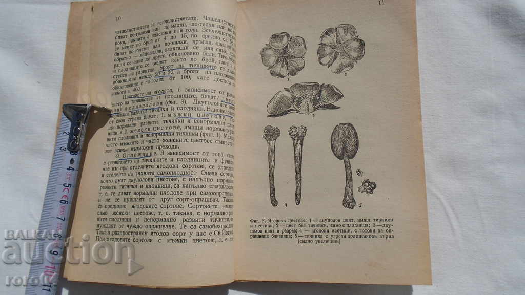 BERRIES - IVAN ILIEV - 5 BERRIES - IVAN ILIEV - 5