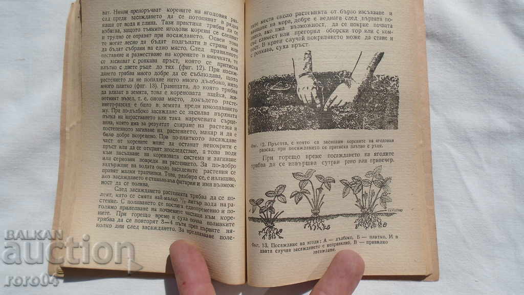 BERRIES - IVAN ILIEV - 6 BERRIES - IVAN ILIEV - 6